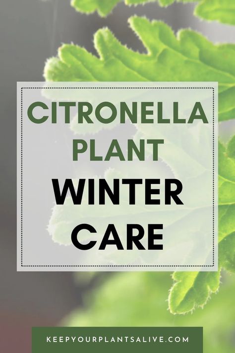 Bracing for the chill? Learn how to shield your citronella plant this winter with our top citronella plant winter care strategies. Uses For Citronella Plant, Citronella Plant Uses, Citronella Plant Care, Citronella Plant, Mosquito Plants, Garden 2023, Winter Care, Overwintering, Home Health Remedies