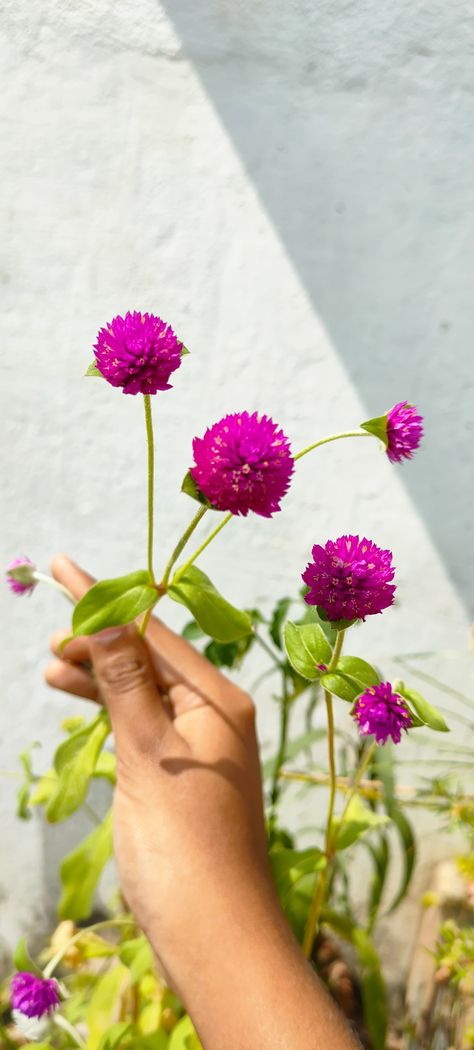 Globe amaranth or bachelors button flower (purple) Globe Amaranth Flower, Bachelors Button, Bachelor Button Flowers, Amaranth Flower, Globe Amaranth, Bachelor Buttons, Flower Purple, Garden Landscape Design, Flowers Wallpaper