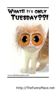 Good Morning Quotes Friendship, Tuesday Greetings, Its Only Tuesday, Hello Tuesday, Happy Tuesday Quotes, Tuesday Quotes, Tuesday Humor, Canada Images, Funny Good Morning Quotes