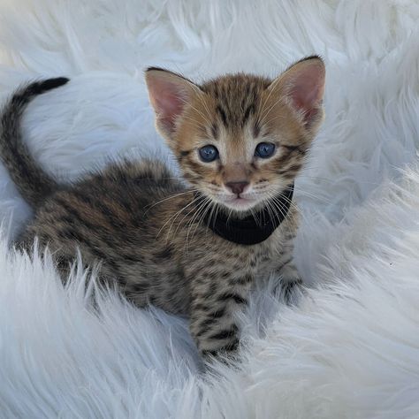 As elite Savannah cat breeders in Bradenton, we offer the chance to adopt a truly unique pet. These elegant felines are ready to join your family. Contact us today. #SavannahCatBreeders https://www.savannahcatbreedersbradenton.com/savannah-cat-breeding Cat Breeding, Savannah Kitten, Cat Breeder, Kittens For Sale, Savannah Cat, Kitten For Sale, Unique Animals, Cat Breeds, Savannah Chat