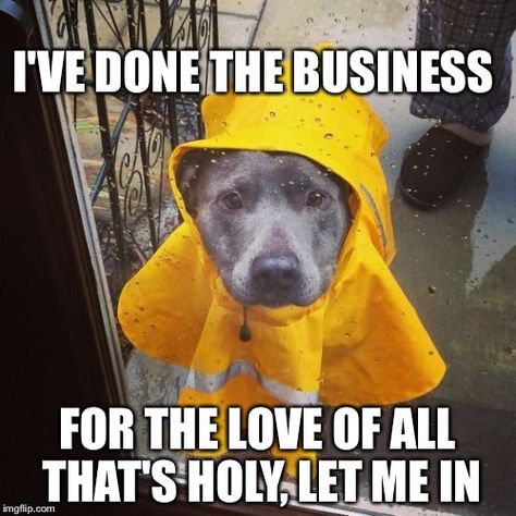 Dog meme and rain Rain Meme, Weather Jokes, Meme Dog, Love Is Cartoon, Dog Meme, Breeds Of Dogs, Muddy Paws, Animal Humor, Memes Cute