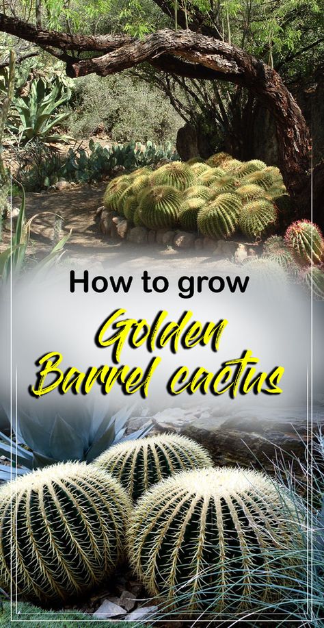 Southwest Landscaping, Growing Cactus, Cactus Farm, Golden Barrel Cactus, Freesia Flowers, Cactus Seeds, Cactus Care, Gardens Ideas, Barrel Cactus