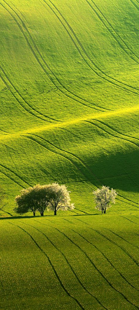 Greenery Wallpaper, Best Wallpaper For Mobile, Official Wallpaper, Green Nature Wallpaper, Hd Landscape, Iphone Wallpaper Earth, 7 Wallpaper, Uhd Wallpaper, Earth Pictures