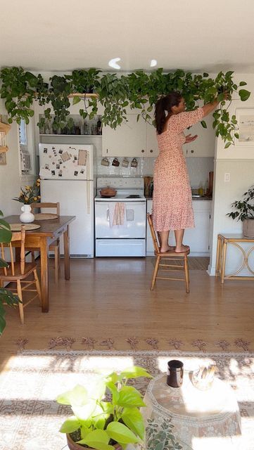 Lots Of Plants, Kitchen Shelf, Kitchen Shelves, My Kitchen, Shag Rug, Loft Bed, Breakfast Bar, Apartment, Shelves