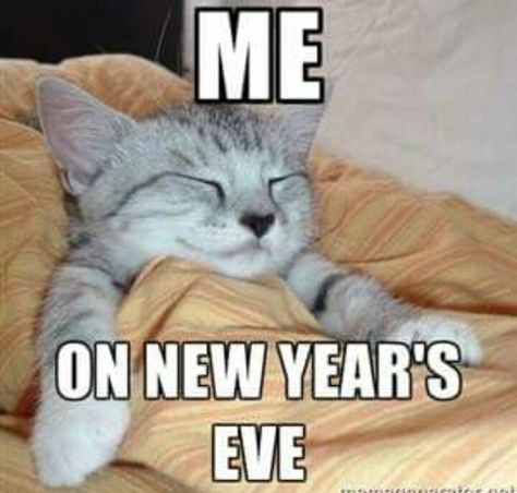 New Years Eve Meme Funny, New Years Eve Humor, New Years Eve Meme, Happy New Year Meme, Pet Sayings, New Years Eve Quotes, New Year Meme, Husky Funny, Funny New Year