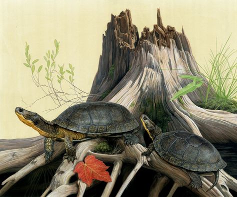 Bass Fishing Pictures, Freshwater Turtles, Wood Turtle, Desert Tortoise, Turtle Print, Nature Sketch, Fishing Pictures, Terrapin, Turtle Art