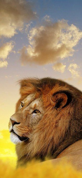 iPhone 11 Wallpaper Cool Lion HD Download Free | HD Wallpaper & Screensavers | https://t.co/0OJkzs7y9h | Download Free HD Wallpapers https://t.co/0KUPqGabM7 | https://t.co/4Cxoa7gHWL https://t.co/Jp81yVO6g5 Iphone 11 Wallpaper, Ultra Hd 4k Wallpaper, 11 Wallpaper, Lion Wallpaper, Exotic Cats, Lion Pictures, Hd Wallpapers For Mobile, Full Hd Wallpaper, Ocean Wallpaper