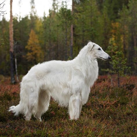 White Borzoi, Borzoi Aesthetic, Wolf Dog Puppy, Russian Wolfhound, Borzoi Dog, Beautiful Dog Breeds, Wolf Dog, White Dogs, Dog Photography