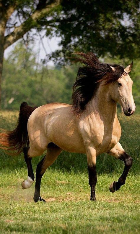 Buckskin #beautifulhorsebreeds حصان عربي, Buckskin Horse, Cai Sălbatici, Rasy Koni, Beautiful Horse Pictures, Horse Wallpaper, Most Beautiful Horses, Animale Rare, Majestic Horse