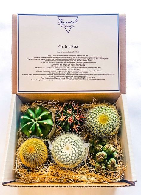 Cactus Photo, Cactus Gifts, Barrel Cactus, Treasure Gift, Plant Box, Succulent Gifts, Cactus Plant, Desert Plants, Cactus Garden