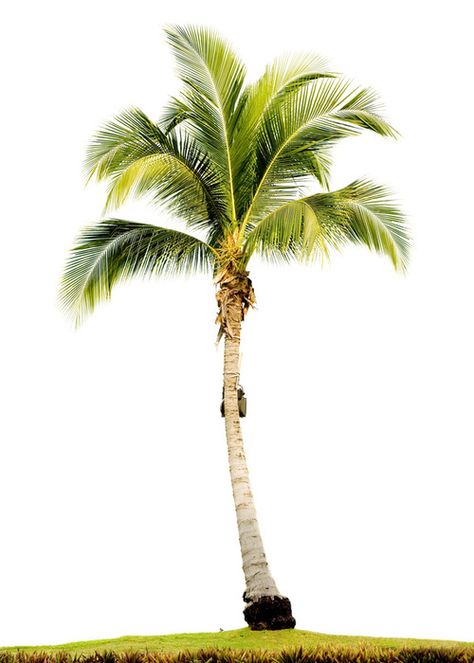 Palm Tree | palm tree - photo/picture definition at Photo Dictionary - palm tree ... Tree Photoshop, Tree Photo, Galaxy Phone Wallpaper, Flowers Green, Realistic Paintings, Tree Silhouette, Coconut Tree, Wild Nature, Photo Tree