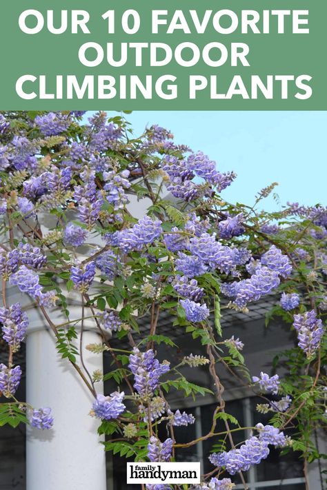 Climbing Succulent Plants, Climbing Full Sun Plants, House Climbing Plants, Climbers Plants Fence, Climbing Plants Front Of House, Outdoor Climbing Plants, Climbing Plants On House, Climbing Hydrangea Trellis, Full Sun Climbing Plants