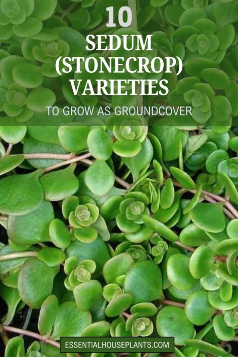 10 sedum (stonecrop) varieties to grow as groundcover, featuring a lush green sedum plant. Stonecrop Sedum Ground Cover, Full Sun Ground Cover, Ground Cover Ideas, Sedum Varieties, Sedum Ground Cover, Succulent Ground Cover, Sedum Garden, Sedum Stonecrop, Stonecrop Sedum