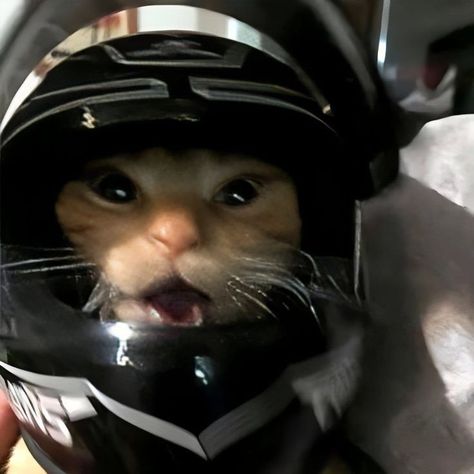 Swag Cat Pfp, Cool Cat Pfp, Dark Cat Aesthetic, Motorcycle Pfp, No Pfp Icon, Cat Pfp Funny, Cats Pfp, Motorcycle Icon, Mean Cat