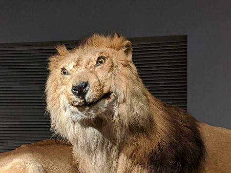 Went To The Shanghai Natural History Museum Today. I Think The Taxidermist Was Out Sick On Lion Day Lion Memes, Star Wars Exhibition, Funny Lion, Chicago Museums, Super Funny Pictures, People Having Fun, Wax Museum, Science Museum, Star Wars Wallpaper