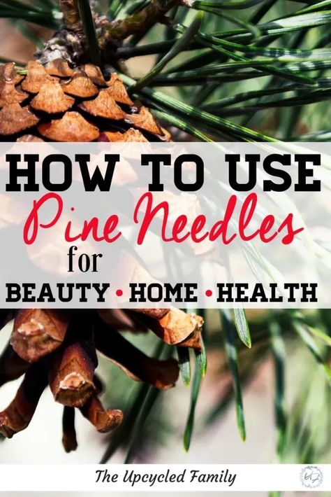 Ever wonder if you can use those pine trees out back for more than just shade or landscaping? Yes you can! Health benefits of pine needles plus easy ways to use them. #pine #pineneedles #healthbenefits #naturalmedicine #herbs #pineneedletea #essentialoils Pine Needle Oil Benefits, Pine Needle Tea, Folk Medicine, Calendula Benefits, Herbs Garden, Tea Health Benefits, Sweet Ideas, Herbal Tinctures, Natural Health Care