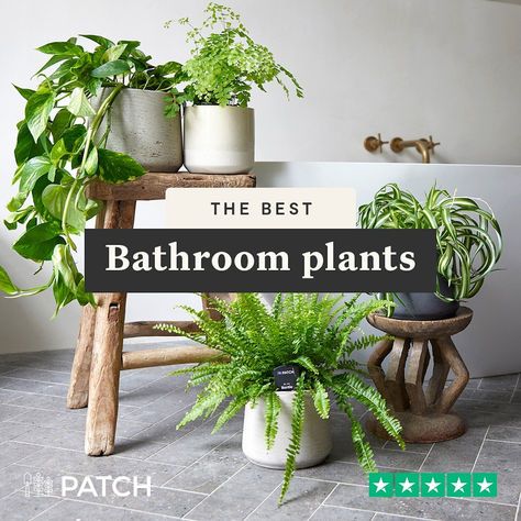 Plant For Bathroom With No Windows, Indoor Plants For Bathroom, Bathroom Plants No Sunlight, Bathroom Without Windows, Bathroom Plants Decor, Best Bathroom Plants, Lucky Bamboo Plants, Low Light Indoor Plants, Hanging Plants Indoor