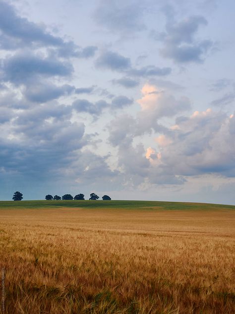 Field Of Barley At Sunrise by Liam Grant Barley Field, Africa Photography, The Setting Sun, Setting Sun, Rye, Low Light, Barley, Landscape Photography, Royalty Free Stock Photos