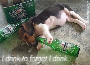 drink to forget Beagle Colors, Dog Beer, Cute Beagles, Dog Photo, Beagle Puppy, Popular Dog, Pitbull Dog, Funny Animal Pictures, Drinking Beer