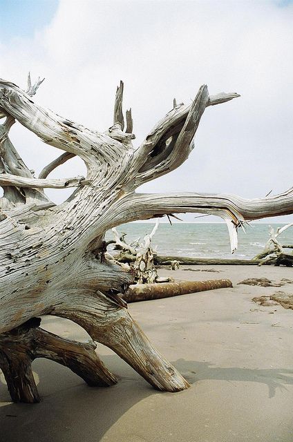 Grounded @ Black Rock Trail Nassau Sound Driftwood Beach by Latent Image Photography, via Flickr Beach Footprints, Footprints In The Sand, Driftwood Beach, Beach Wood, Driftwood Crafts, Drift Wood, Beach Collection, Tree Roots, Tree Stump