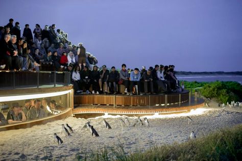 Victorian Landscape, Penguin Parade, Viewing Platform, Phillip Island, Brighton Beach, Architecture Awards, Island Tour, Day Tours, Landscape Architecture