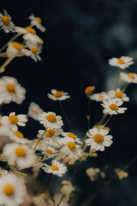 Fragile Chamomile White Flowers with Yellow Eye · Free Stock Photo Facial Care Routine, Eye Massage, Warm Compress, Under The Skin, Chestnut Horse, Eye Pillows, Hydrating Mask, Improve Circulation, Lack Of Sleep