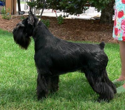 Elkhart Black Standard Schnauzers Schnauzer Black, Christmas Florida, Schnauzer Standard, Medium Sized Dogs Breeds, Medium Sized Dog, Schnauzer Breed, Black Schnauzer, Schnauzer Grooming, Puppy Pics