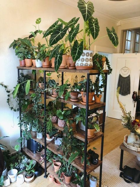 Display Shelf With Plants, Indoor Plant Lighting Ideas, Indoor Plant Shelf Ideas, Diy Plant Shelves, Plant Shelving, Plant Shelf Ideas, Plant Space, Tall Plant Stand Indoor, Indoor Plant Shelves