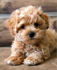 Anjing Poodle, Toy Dog Breeds, Maltipoo Puppy, Teacup Puppies, Poodle Puppy, Dog Wallpaper, Cute Dogs And Puppies, Baby Dogs