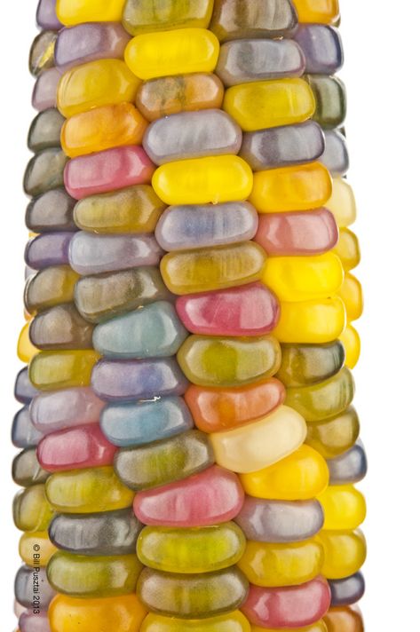 Gem Corn, Colored Corn, Rainbow Corn, Glass Gem Corn, Art Lessons Middle School, Indian Corn, Unusual Plants, Corn On Cob, Glass Gems