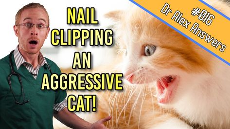 How To Clip Cat Nails, Cut Cat Nails, Clipping Cat Nails, Aggressive Cat, Cats Nails, Trim Cat Nails, Cat Sling, Cats And Cucumbers, Cat Nail Clippers