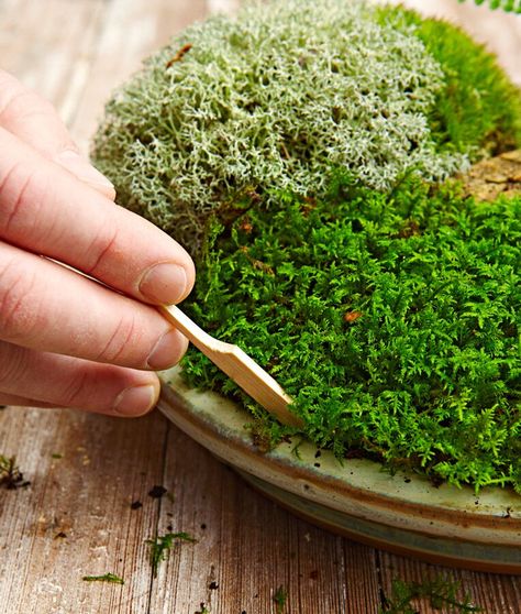 Backyard Garden Landscaping, Terrarium Moss, Garden Landscaping Ideas, Growing Moss, Aesthetic Garden, Dish Garden, Moss Terrarium, Moss Garden, Garden Aesthetic