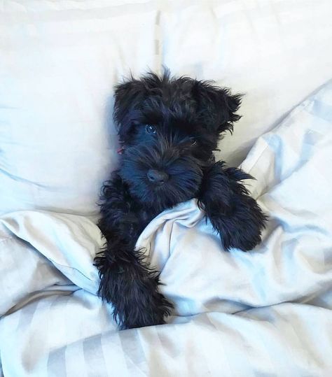 Miniature Schnauzer Black, Schnoodle Dog, Black Schnauzer, Schnauzer Grooming, Best Dog Names, Schnauzer Mix, Mini Schnauzer Puppies, Miniature Schnauzer Puppies, Giant Schnauzer