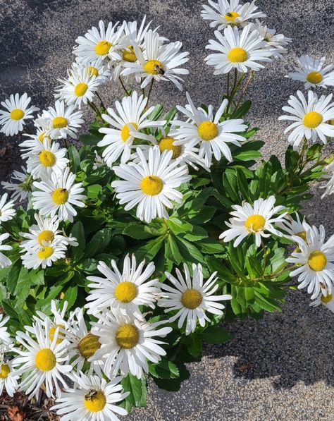 Montauk Daisy Montauk Daisy, Bird Garden, House Plants, Flower Garden, Daisy, Home And Garden, Birds, Plants, Flowers