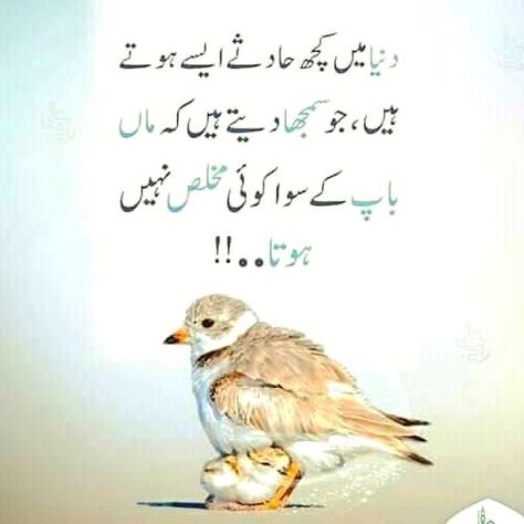 Untitled Quote Urdu, Maa Quotes, Best Quotes In Urdu, Best Quotes Images, Inspirational Quotes In Urdu, Love Quotes In Urdu, Funny Quotes In Urdu, Love Poetry Images, Quotes In Urdu