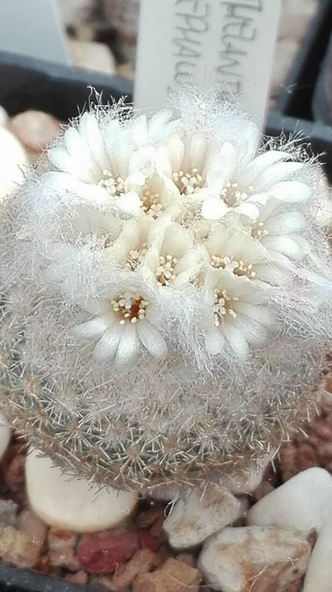 White Cactus, Herb Plants, Cactus Seeds, Succulent Bonsai, Cactus Planta, Blooming Cactus, Balcony Flowers, Bonsai Flower, Mini Cactus