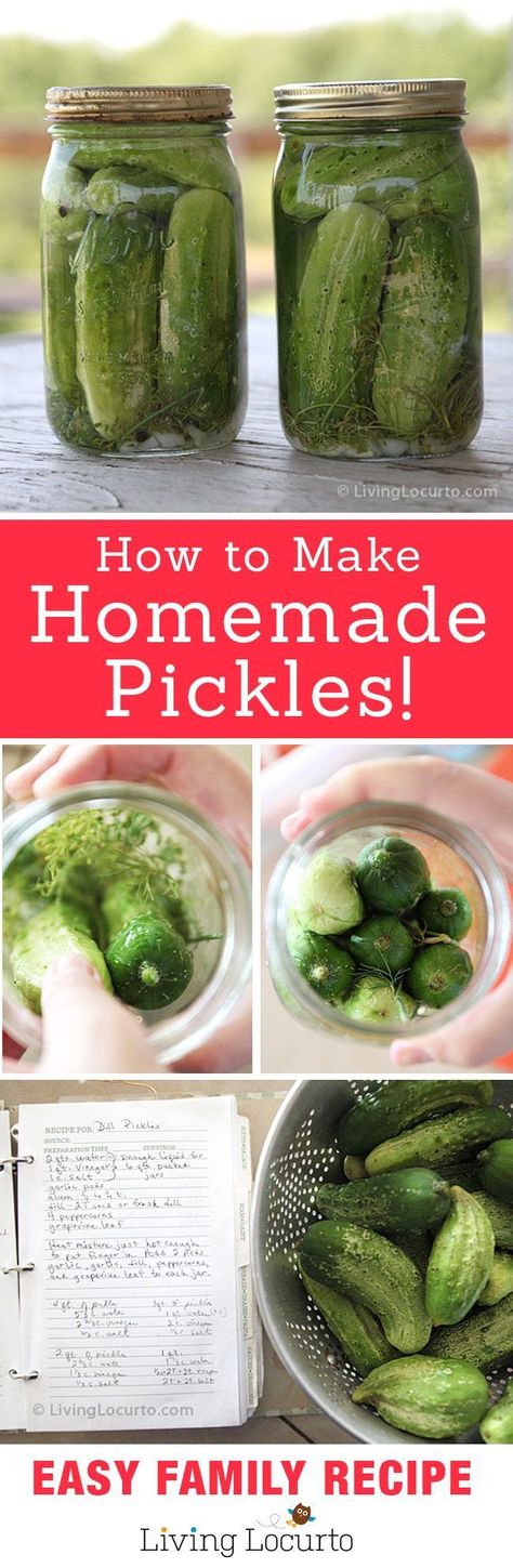 Homemade Refrigerator Pickles Recipe! Easy old fashion family recipe for a crunchy treat. Makes great gifts. LivingLocurto.com #pickles #homemade #recipe #dill #easyrecipe #livinglocurto Homemade Refrigerator Pickles, Refrigerator Dill Pickles, Refrigerator Pickles Dill, Refrigerator Pickle Recipes, Homemade Pickles Dill, Dill Pickle Recipe, Gingham Apron, How To Make Pickles, Pickles Recipe