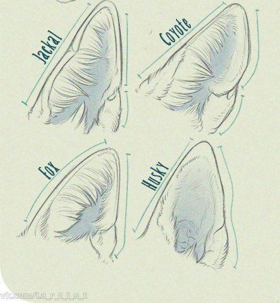 Drawing Refrences, Animal Reference, Draw Animals, Art Help, 강아지 그림, Wolf Drawing, Creature Concept Art, Animal Sketches, Anatomy Art