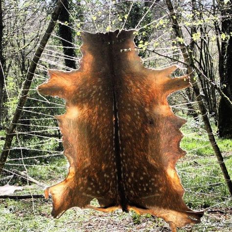 Joe O'Leary on Instagram: “A fallow deer skin catching the sun during a hide working workshop a couple of years ago. Making a soft, smokey buckskin each over the two…” Off Grid Survival, Fallow Deer, Deer Hide, Post Apocalypse, Deer Skin, Bushcraft, The Two, Instagram A, A Couple