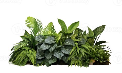 AI Generated Bushes consisting of various types of plants and wild leaves are arranged together against a transparent background. Plants For Photoshop, Tanaman Png, Plants Cutout, Vegetation Png, Tropical Bushes, Plants Photoshop, Png Plants, Wild Leaves, Plants Background