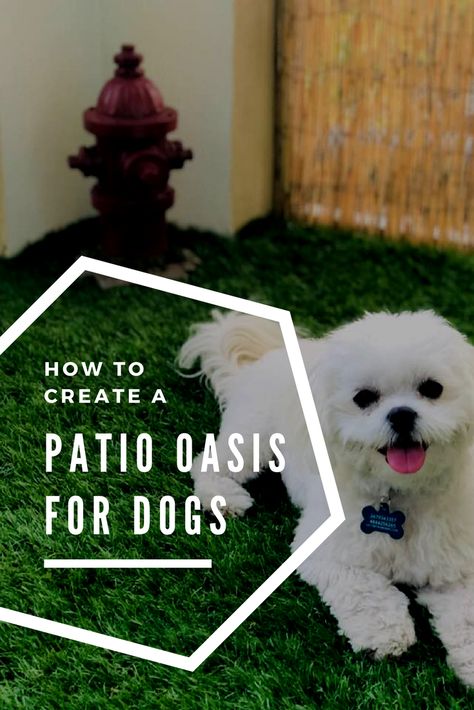 How to turn a patio or balcony into a play area and potty spot for dogs. Includes where to buy, and cute pictures of a Samoyed and Maltipoo Balcony Potty Area For Dogs, Small Patio Ideas For Dogs, Balcony Ideas Apartment Dog Friendly, Dog Friendly Patio Apartment, Pet Friendly Balcony Ideas, Pet Balcony Ideas, Balcony Pet Area, Apartment Balcony For Dogs, Balcony Ideas For Dogs