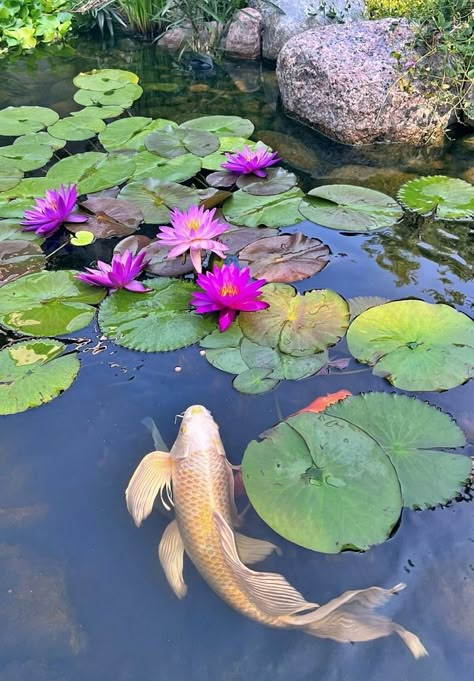 A Scottish Home, a Beautiful Blue Kitchen, and My Koi Pond : Friday Finds - Town & Country Living Koi Pond Flowers, Koi Pond Photography, Koi Pond Top View, Pond Reference Photo, Koi Carp Pond, Koi Fish Pond Aesthetic, Natural Forms Final Piece, Water Lily Pond Painting, Koi Fish And Lily Pads