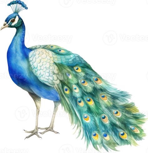 Peacock Clipart, Peacock Watercolor, Peacock Illustration, Watercolor Peacock, Bird Watercolor, Wedding Elements, Peacock Bird, The Peacock, Peacock Design