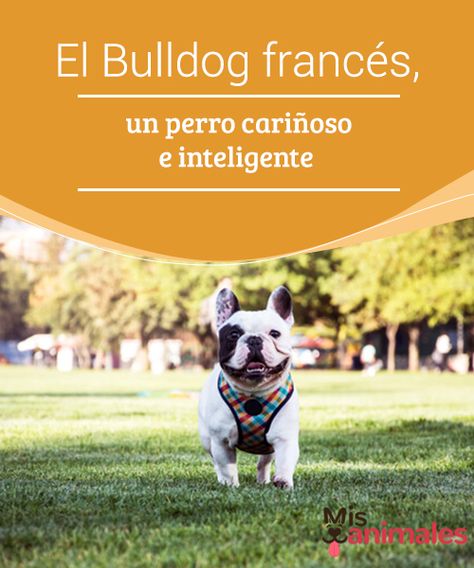 French Bulldog, Bulldog, Pet, Dogs, Animals