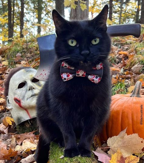 Black Cat Costumes, Vintage Black Cat, Fall Girl, Black Kitty, Cat Halloween Costume, Cat Black, Cat Quotes, Halloween Animals, Meow Meow