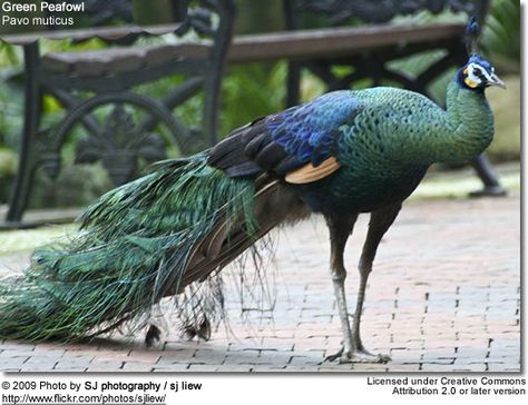 Green Peafowl, Jungle Paradise, Broadleaf Evergreen, Green Peacock, Evergreen Forest, Game Birds, Tropical Forest, Peacock Green, Pretty Birds