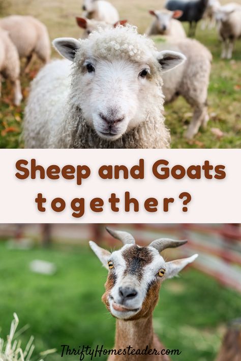 Sheep And Goats Together, Pygora Goats, Backyard Goats, Goats And Sheep, Keeping Goats, Pet Sheep, Pet Goat, Raising Farm Animals, Homesteading Ideas