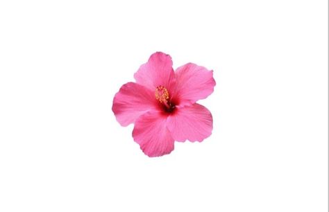 Nice summer wallpaper with pink flower 🌸 Hibiscus Macbook Wallpaper, Summer Wallpaper For Laptop, Summer Wallpaper Laptop Backgrounds, Computer Wallpaper Summer, Summer Wallpaper Macbook, Summer Aesthetic Wallpaper Laptop, Summer Computer Wallpaper, Summer Macbook Wallpaper, Summer Laptop Wallpaper