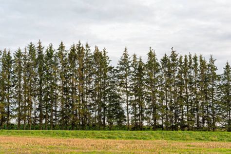 How to Create a Windbreak Windbreak Tree Design, Small Garden Hedges, Windbreak Trees, Garden Hedges, Privacy Trees, Wind Break, Berry Bushes, Mountain Laurel, Foundation Planting