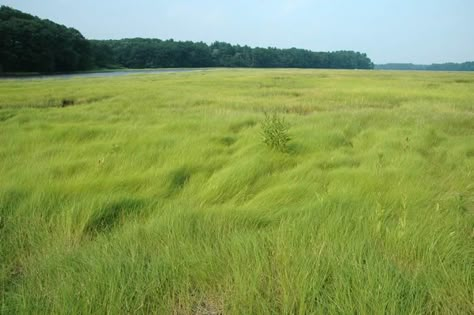 GRASSES: Saltmeadow Cordgrass Talk Grass Landscaping, Long Grass Landscape, Grasslands Aesthetic, Grass Aesthetic, Mexican Feather Grass, Trail Cam, Green Landscapes, Salt Marsh, Bay Photo